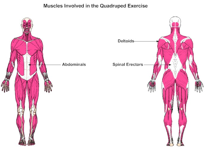 Muscles Involved in the Quadruped Exercise